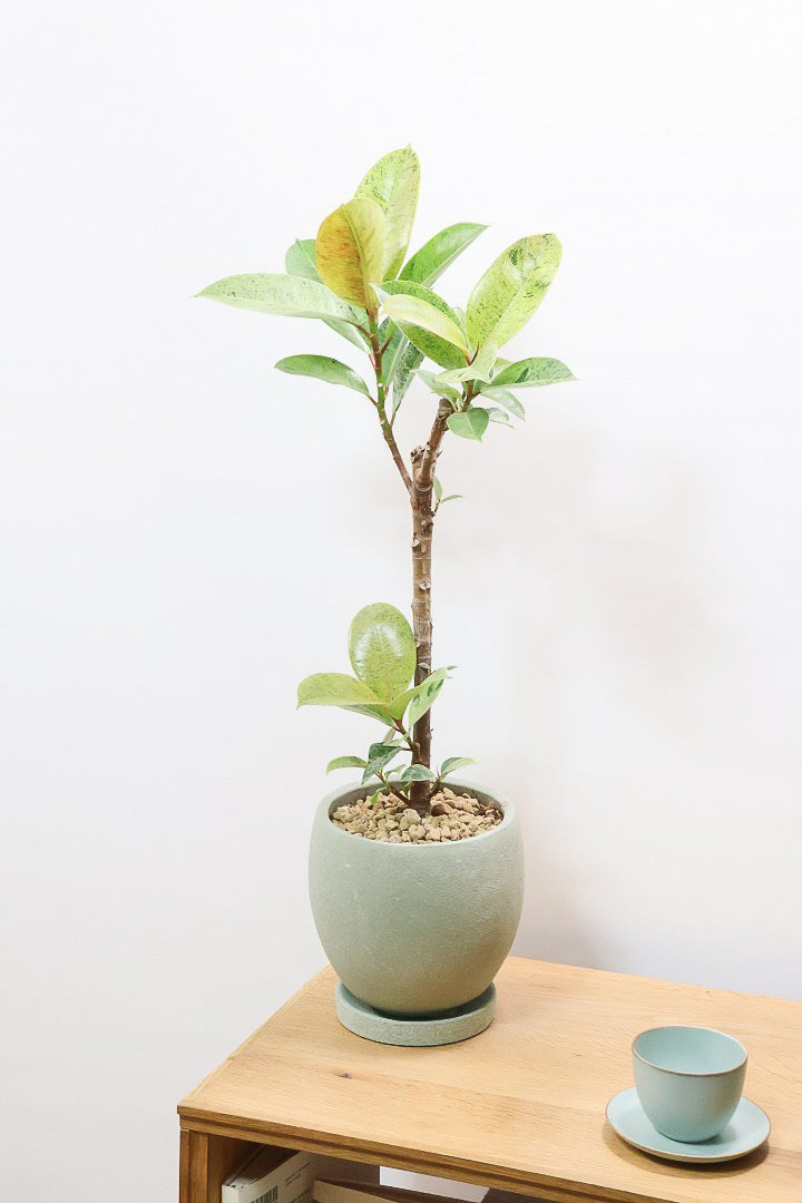 【フィカス ジン】この樹形は今回がラスト！しっかりとした幹に仕上げました！POTとのバランスもとてもイイ感じだと思います！