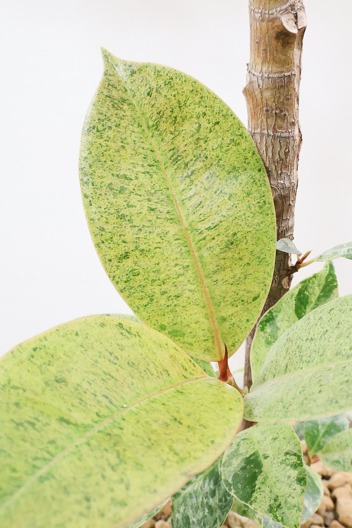 【フィカス ジン】この樹形は今回がラスト！しっかりとした幹に仕上げました！POTとのバランスもとてもイイ感じだと思います！