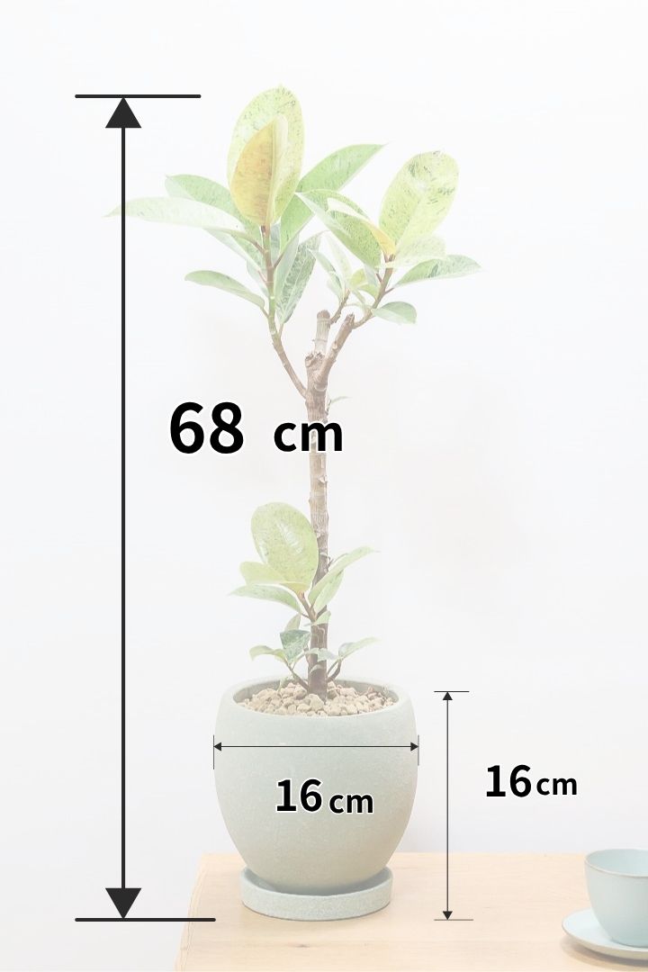 【フィカス ジン】この樹形は今回がラスト！しっかりとした幹に仕上げました！POTとのバランスもとてもイイ感じだと思います！