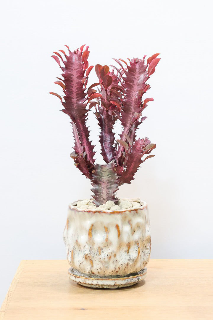 【ユーフォルビア 紅彩雲閣】とても美しく色付いた幹肌！この季節が一番美しい多肉植物ですよ！