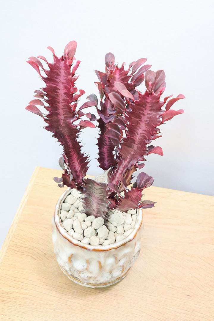 【ユーフォルビア 紅彩雲閣】とても美しく色付いた幹肌！この季節が一番美しい多肉植物ですよ！