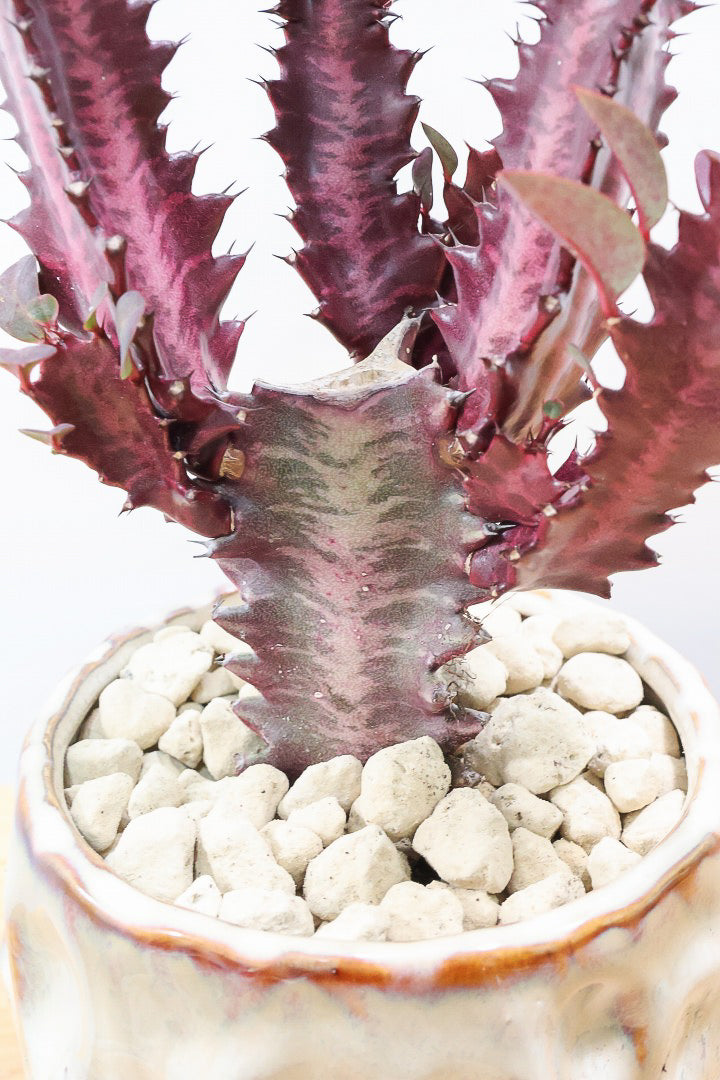 【ユーフォルビア 紅彩雲閣】とても美しく色付いた幹肌！この季節が一番美しい多肉植物ですよ！