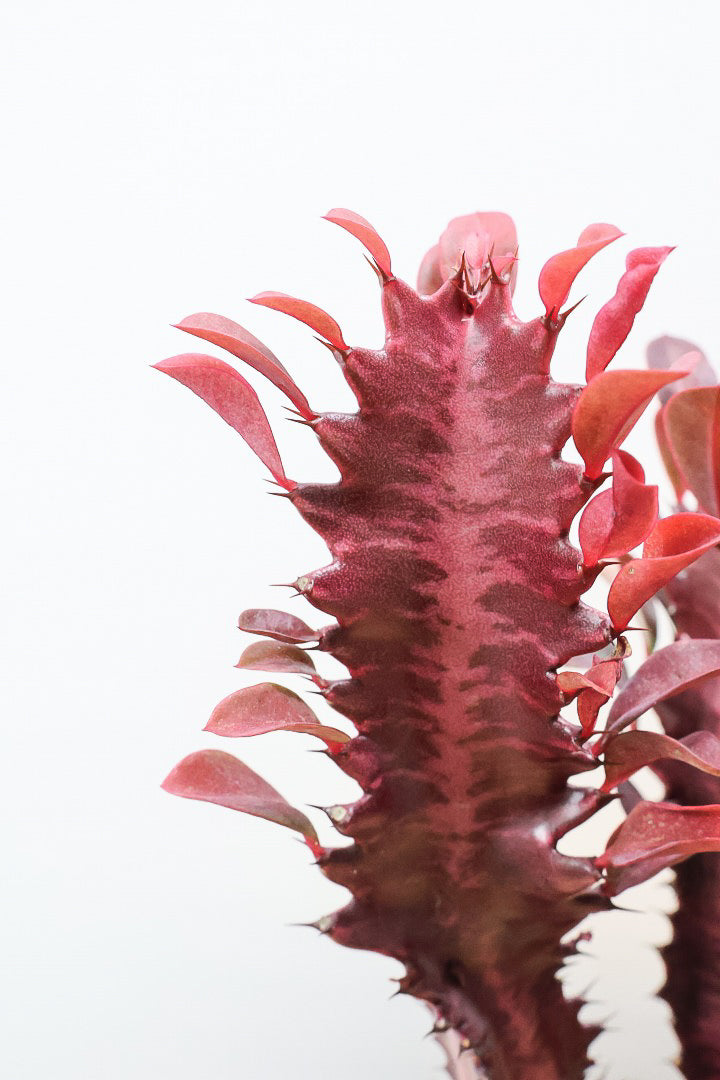 【ユーフォルビア 紅彩雲閣】とても美しく色付いた幹肌！この季節が一番美しい多肉植物ですよ！