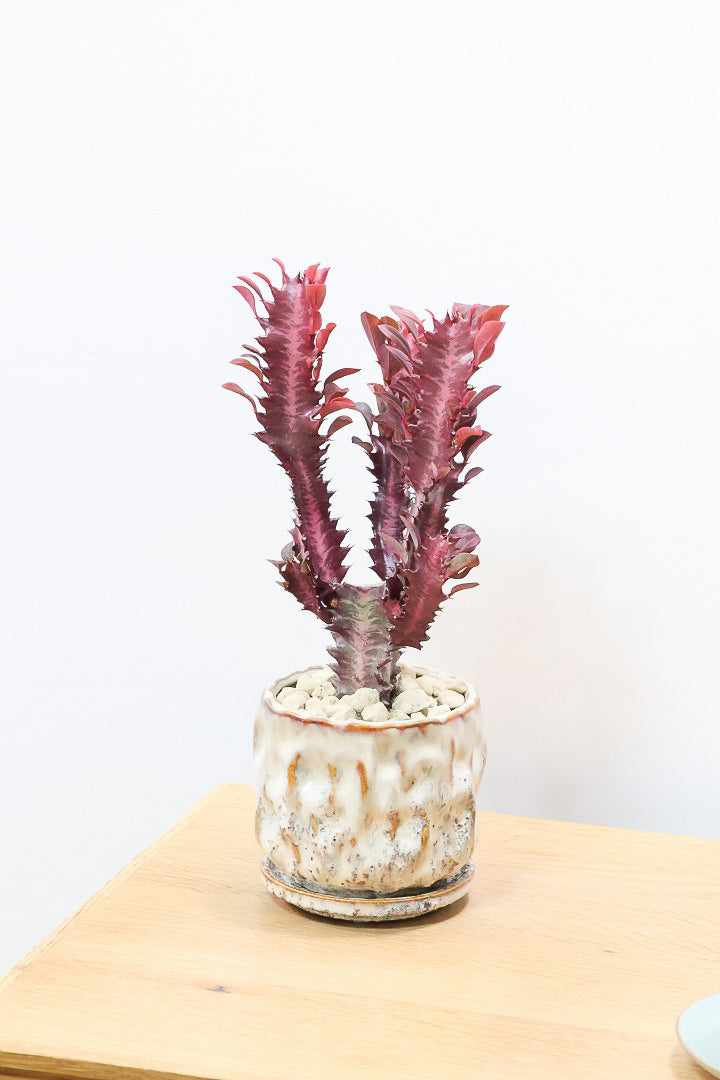 【ユーフォルビア 紅彩雲閣】とても美しく色付いた幹肌！この季節が一番美しい多肉植物ですよ！