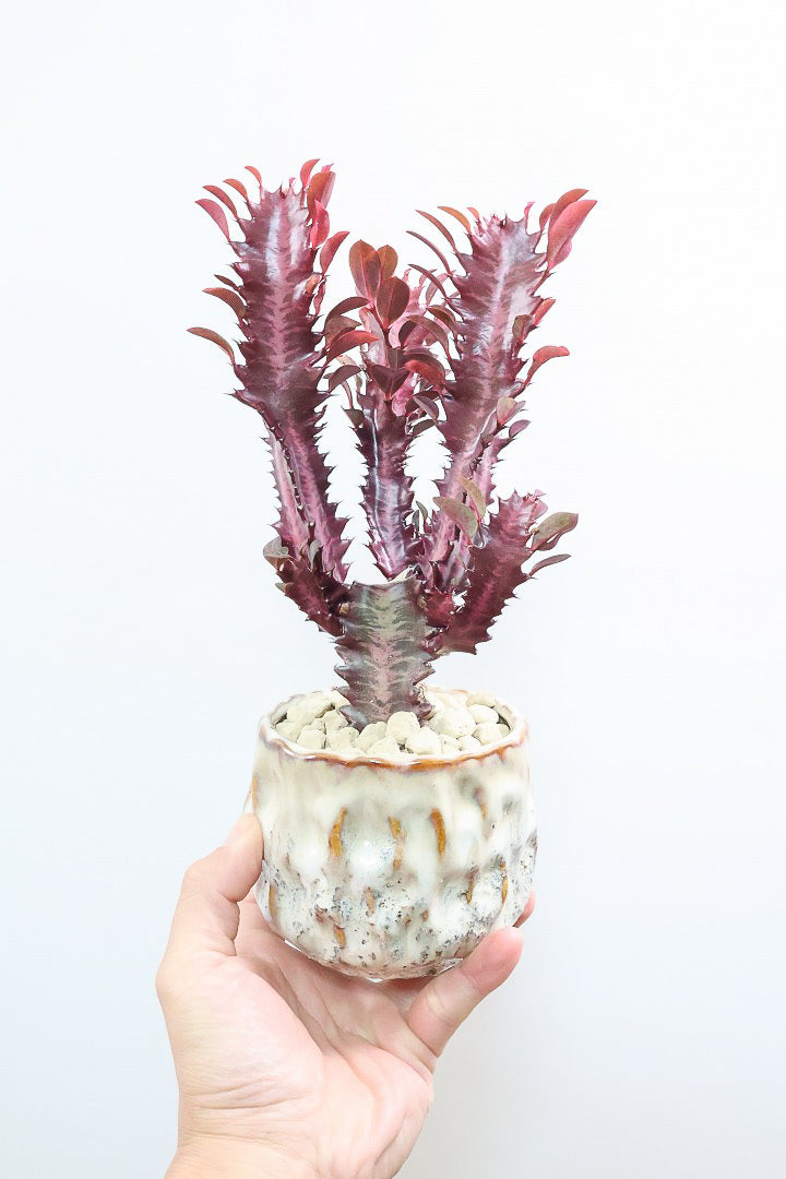 【ユーフォルビア 紅彩雲閣】とても美しく色付いた幹肌！この季節が一番美しい多肉植物ですよ！