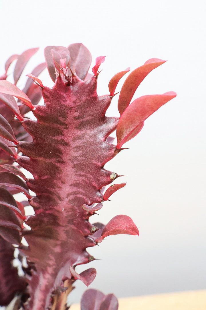 【ユーフォルビア 紅彩雲閣】とても美しく色付いた幹肌！この季節が一番美しい多肉植物ですよ！