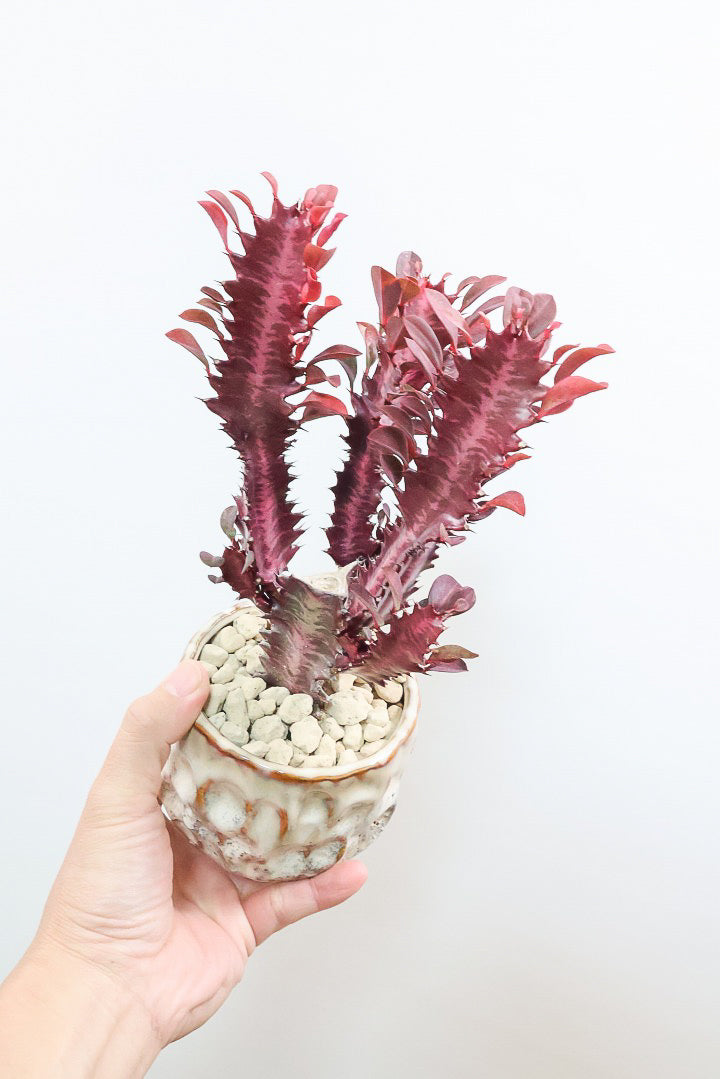 【ユーフォルビア 紅彩雲閣】とても美しく色付いた幹肌！この季節が一番美しい多肉植物ですよ！