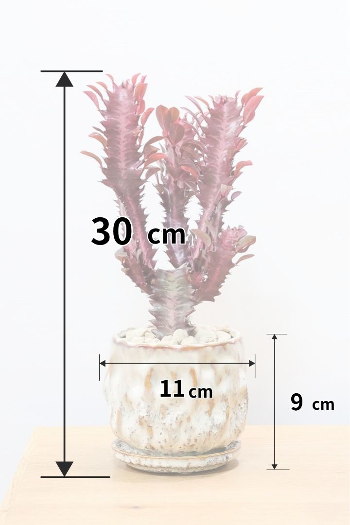 【ユーフォルビア 紅彩雲閣】とても美しく色付いた幹肌！この季節が一番美しい多肉植物ですよ！