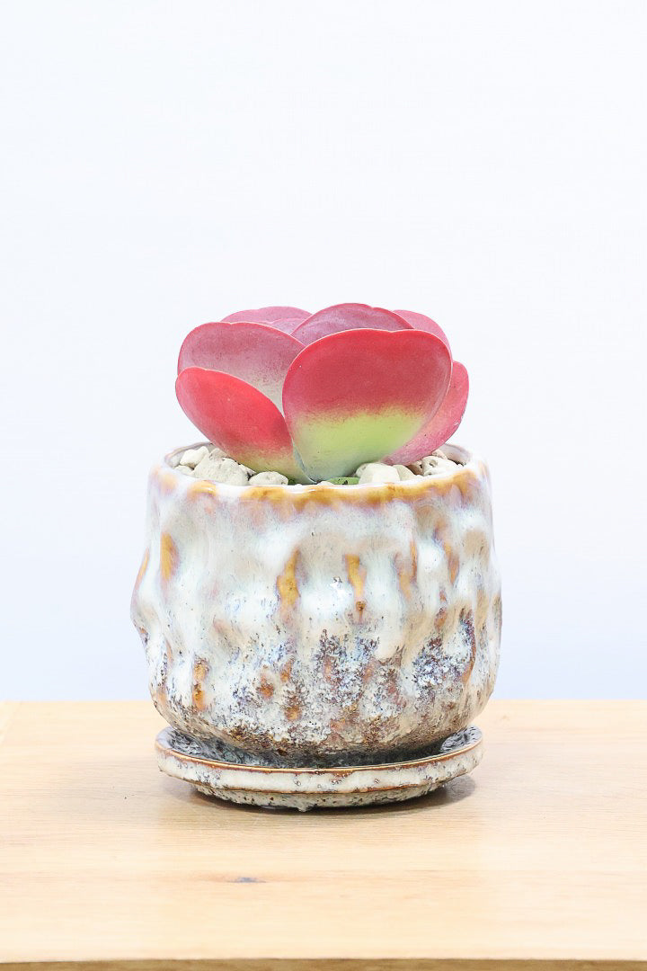 【デザートローズ】まさに今が一番美しい時！是非ともご覧いただきたい葉色です！