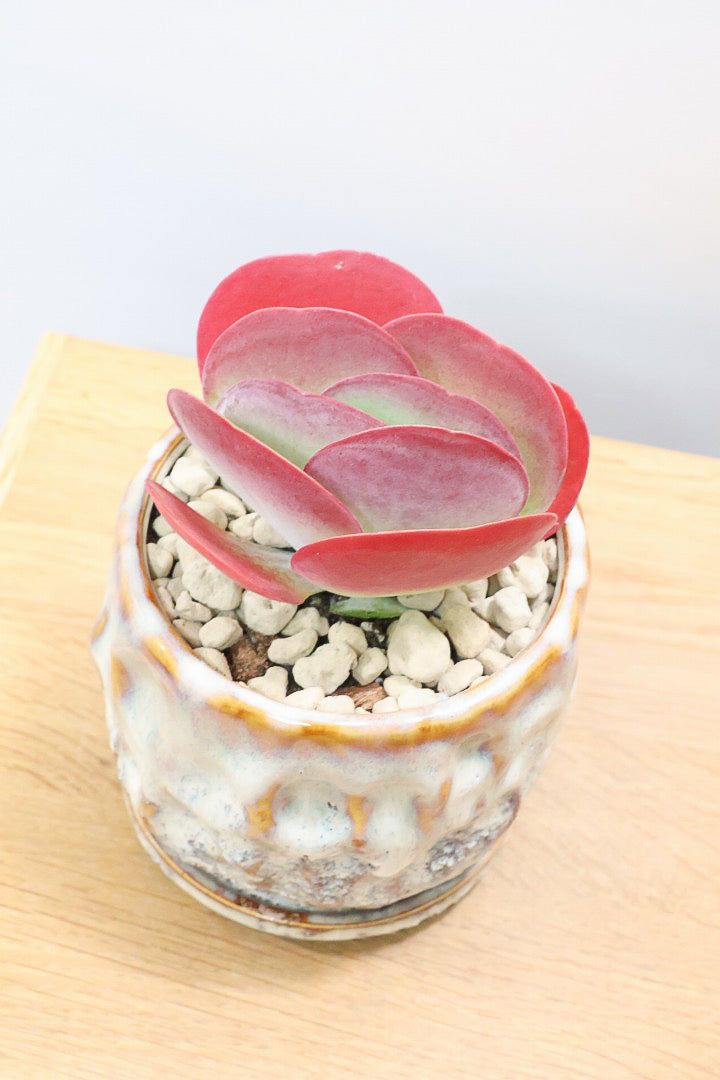 【デザートローズ】まさに今が一番美しい時！是非ともご覧いただきたい葉色です！