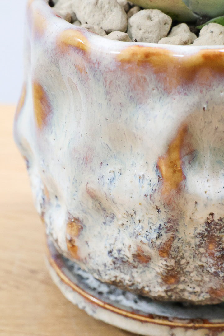 【デザートローズ】まさに今が一番美しい時！是非ともご覧いただきたい葉色です！