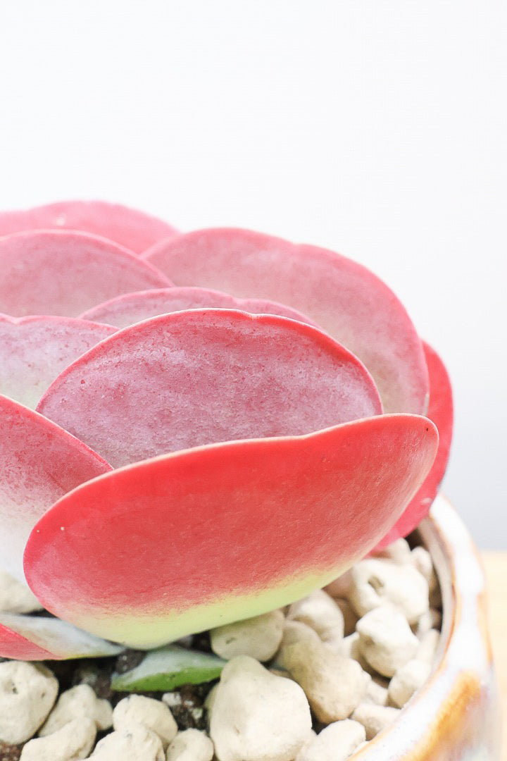 【デザートローズ】まさに今が一番美しい時！是非ともご覧いただきたい葉色です！