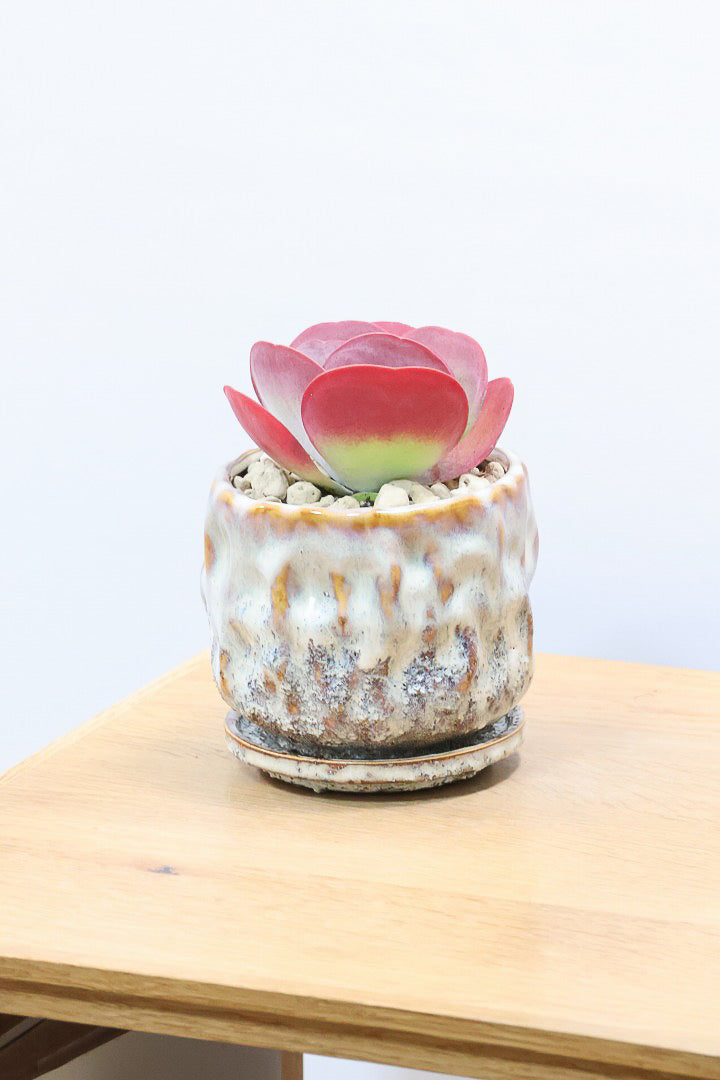 【デザートローズ】まさに今が一番美しい時！是非ともご覧いただきたい葉色です！