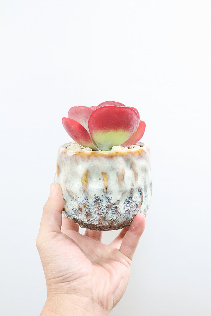 【デザートローズ】まさに今が一番美しい時！是非ともご覧いただきたい葉色です！