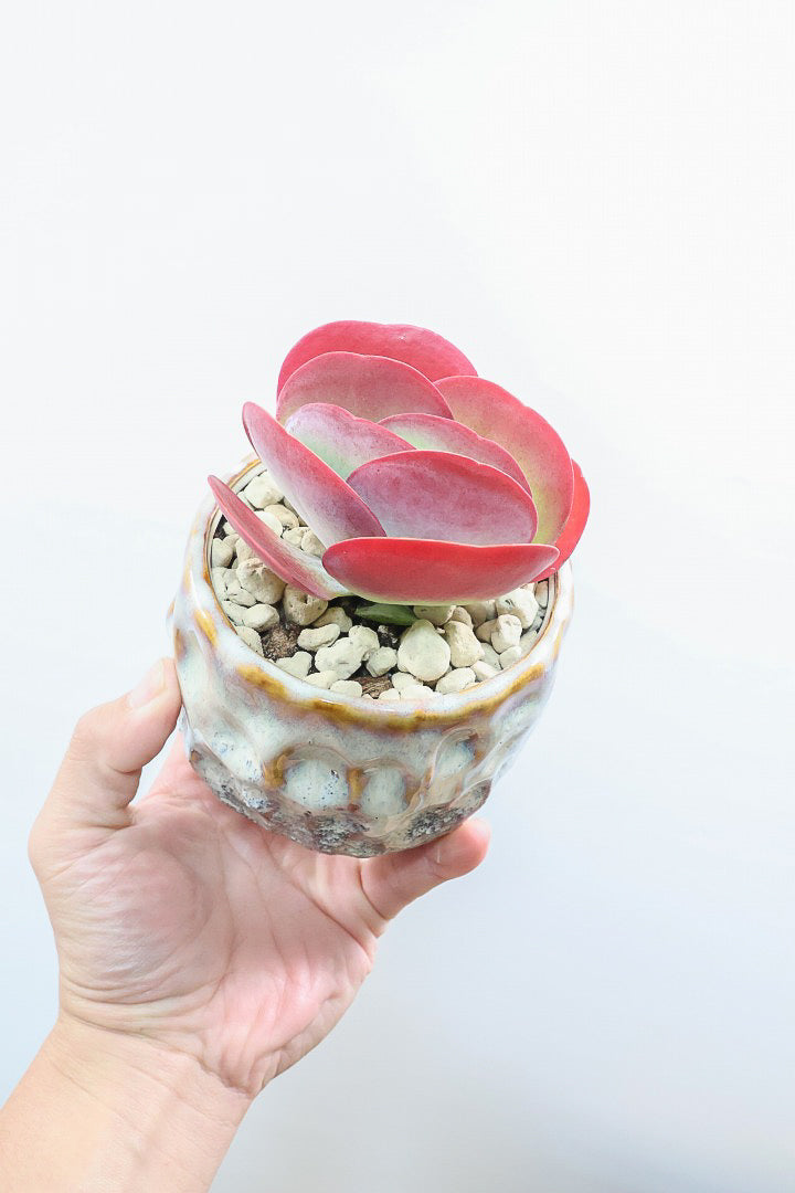 【デザートローズ】まさに今が一番美しい時！是非ともご覧いただきたい葉色です！