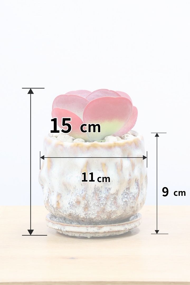 【デザートローズ】まさに今が一番美しい時！是非ともご覧いただきたい葉色です！