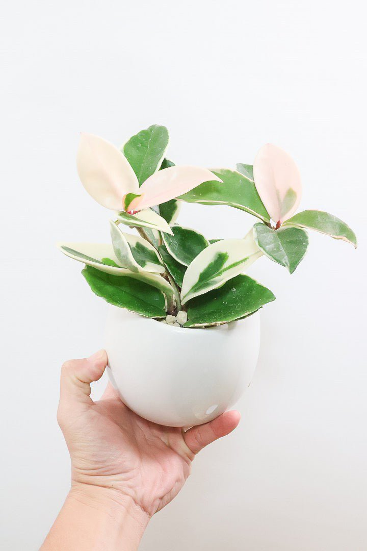 【ホヤ リップカラー】仕入れの時に見つけてきました！ピンク強めの個体。これは今まで史上いちばんきれいだと思います！