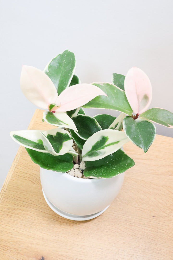 【ホヤ リップカラー】仕入れの時に見つけてきました！ピンク強めの個体。これは今まで史上いちばんきれいだと思います！