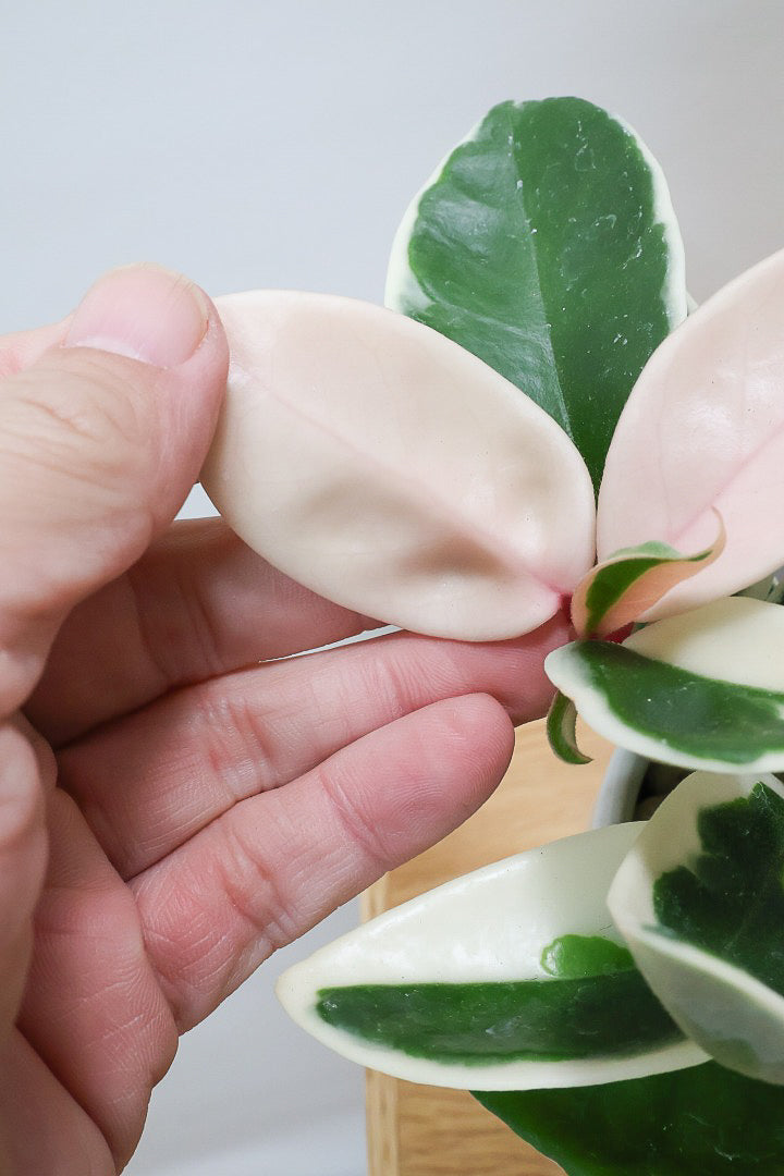 【ホヤ リップカラー】仕入れの時に見つけてきました！ピンク強めの個体。これは今まで史上いちばんきれいだと思います！