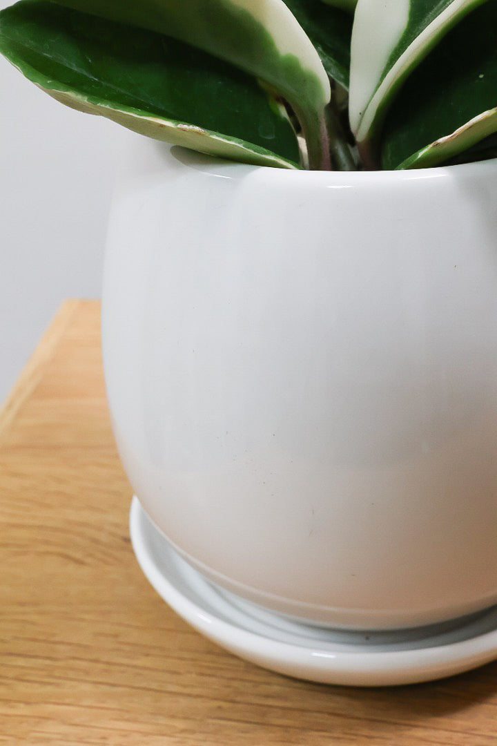 【ホヤ リップカラー】仕入れの時に見つけてきました！ピンク強めの個体。これは今まで史上いちばんきれいだと思います！