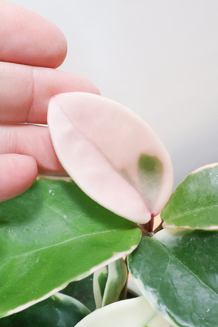 【ホヤ リップカラー】仕入れの時に見つけてきました！ピンク強めの個体。これは今まで史上いちばんきれいだと思います！