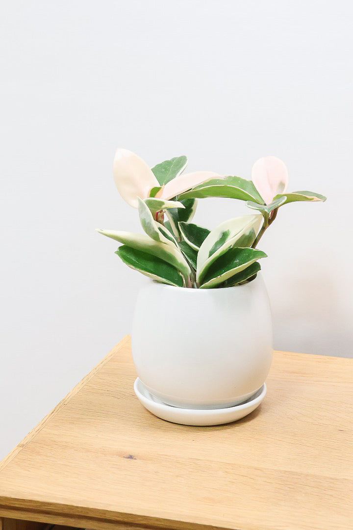 【ホヤ リップカラー】仕入れの時に見つけてきました！ピンク強めの個体。これは今まで史上いちばんきれいだと思います！