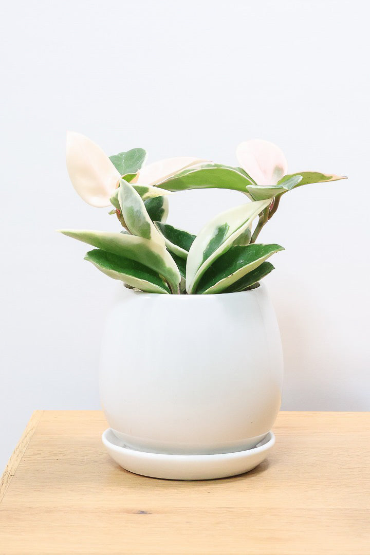 【ホヤ リップカラー】仕入れの時に見つけてきました！ピンク強めの個体。これは今まで史上いちばんきれいだと思います！