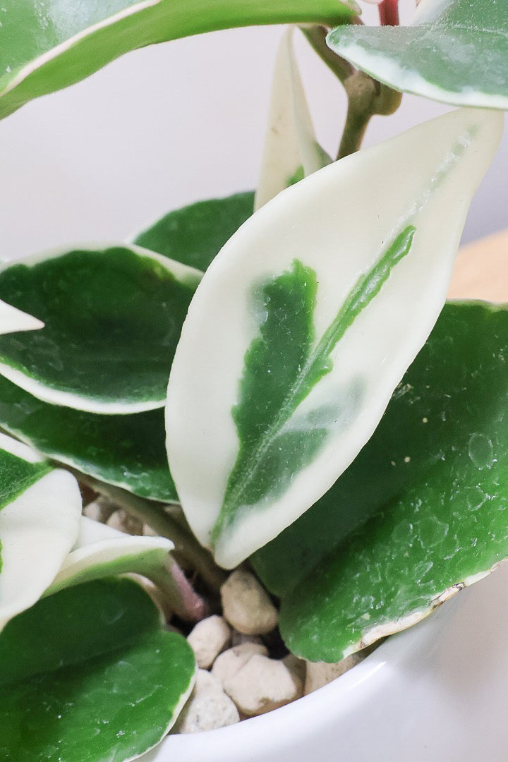 【ホヤ リップカラー】仕入れの時に見つけてきました！ピンク強めの個体。これは今まで史上いちばんきれいだと思います！