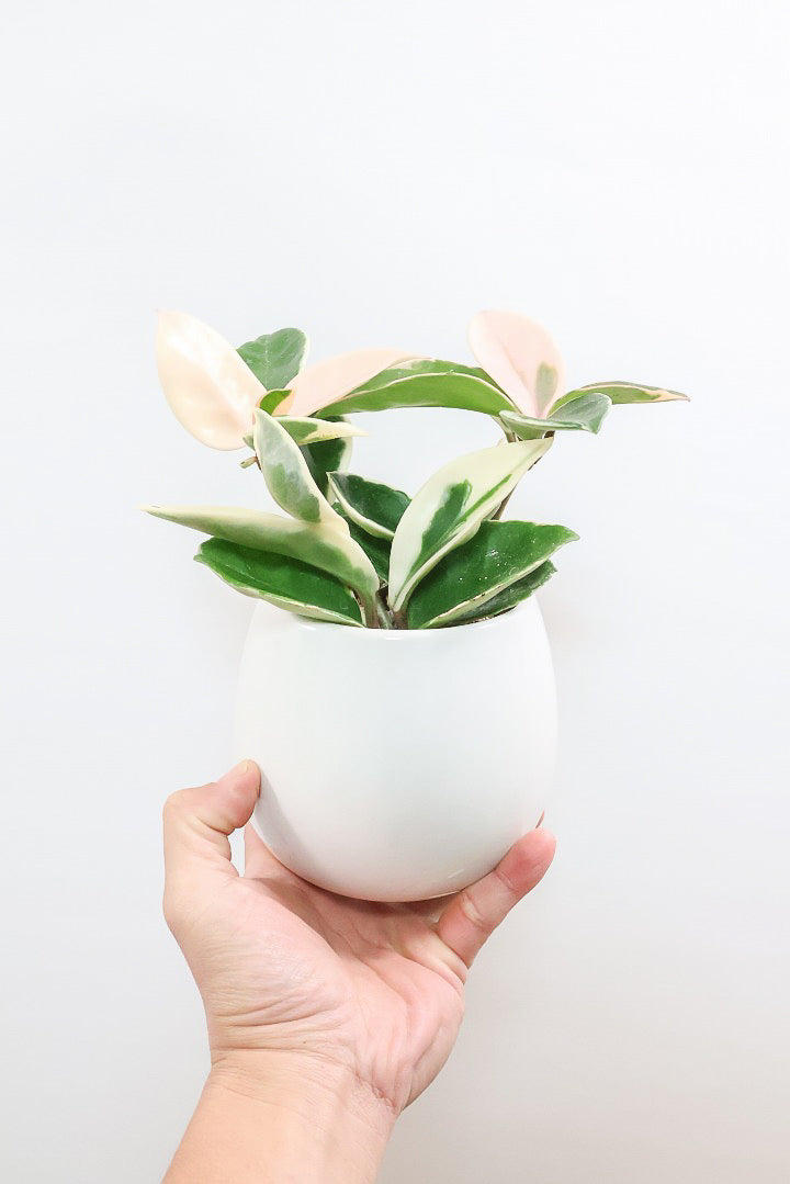 【ホヤ リップカラー】仕入れの時に見つけてきました！ピンク強めの個体。これは今まで史上いちばんきれいだと思います！