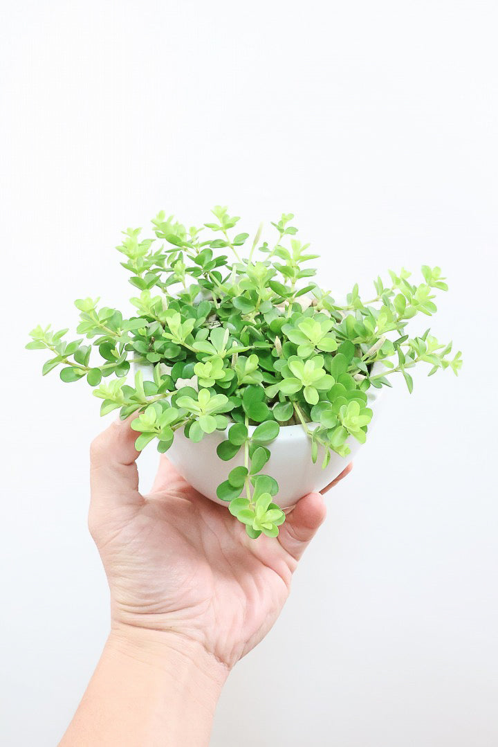 【ペペロミア  デピーナ】ミニミニのかわいい葉。ペペロミアの中でも肉厚でかわいい葉です！POTはシンプルなホワイトを合わせました！