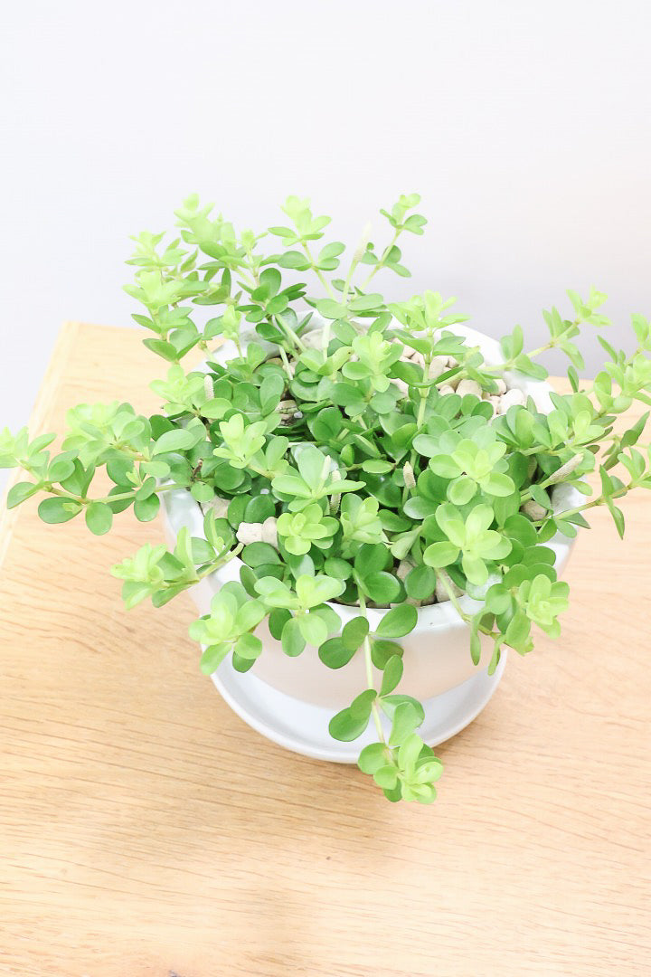 【ペペロミア  デピーナ】ミニミニのかわいい葉。ペペロミアの中でも肉厚でかわいい葉です！POTはシンプルなホワイトを合わせました！