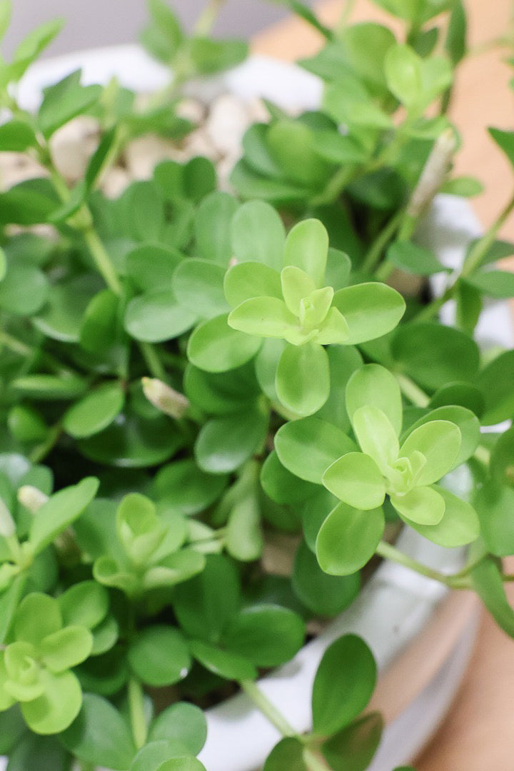 【ペペロミア  デピーナ】ミニミニのかわいい葉。ペペロミアの中でも肉厚でかわいい葉です！POTはシンプルなホワイトを合わせました！