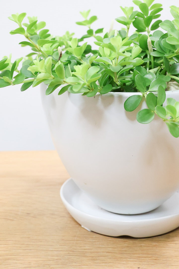 【ペペロミア  デピーナ】ミニミニのかわいい葉。ペペロミアの中でも肉厚でかわいい葉です！POTはシンプルなホワイトを合わせました！
