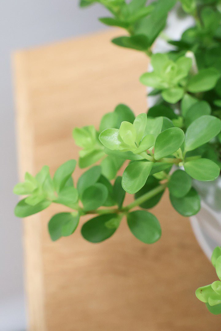 【ペペロミア  デピーナ】ミニミニのかわいい葉。ペペロミアの中でも肉厚でかわいい葉です！POTはシンプルなホワイトを合わせました！