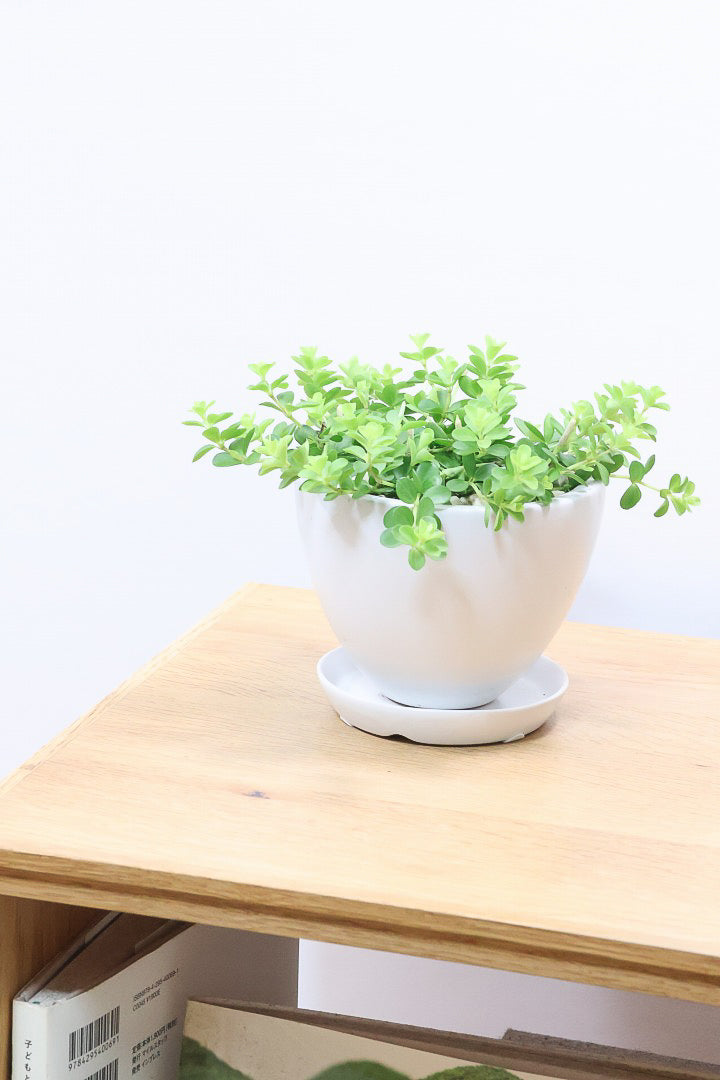 【ペペロミア  デピーナ】ミニミニのかわいい葉。ペペロミアの中でも肉厚でかわいい葉です！POTはシンプルなホワイトを合わせました！