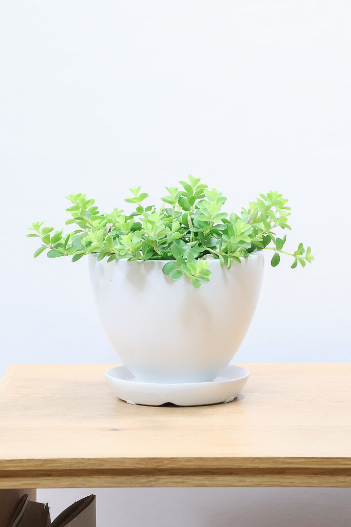 【ペペロミア  デピーナ】ミニミニのかわいい葉。ペペロミアの中でも肉厚でかわいい葉です！POTはシンプルなホワイトを合わせました！