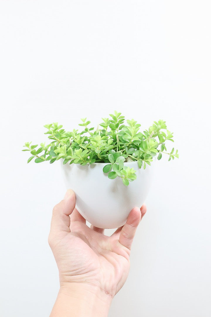 【ペペロミア  デピーナ】ミニミニのかわいい葉。ペペロミアの中でも肉厚でかわいい葉です！POTはシンプルなホワイトを合わせました！