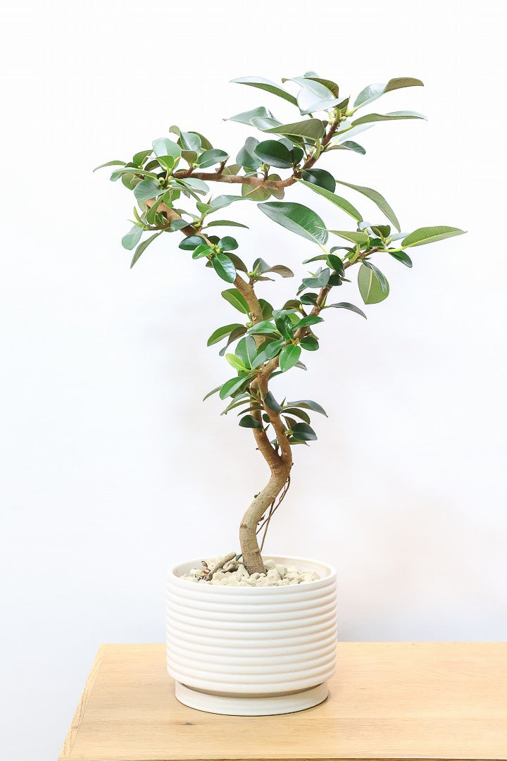 【フランスゴム】この曲がり良いと思うんですよ！生産者さんのセンスが光る素敵な樹形です！