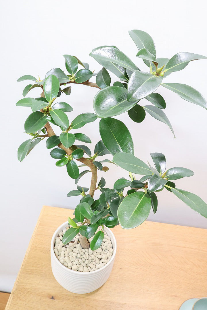 【フランスゴム】この曲がり良いと思うんですよ！生産者さんのセンスが光る素敵な樹形です！