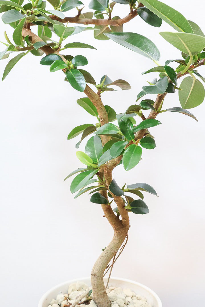 【フランスゴム】この曲がり良いと思うんですよ！生産者さんのセンスが光る素敵な樹形です！