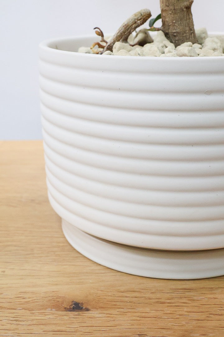 【フランスゴム】この曲がり良いと思うんですよ！生産者さんのセンスが光る素敵な樹形です！