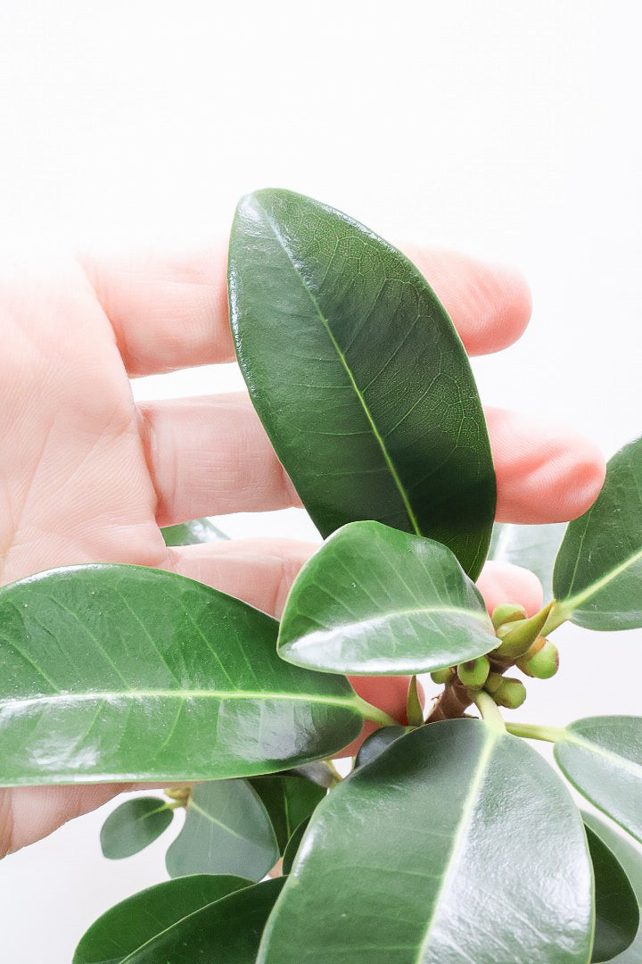 【フランスゴム】この曲がり良いと思うんですよ！生産者さんのセンスが光る素敵な樹形です！