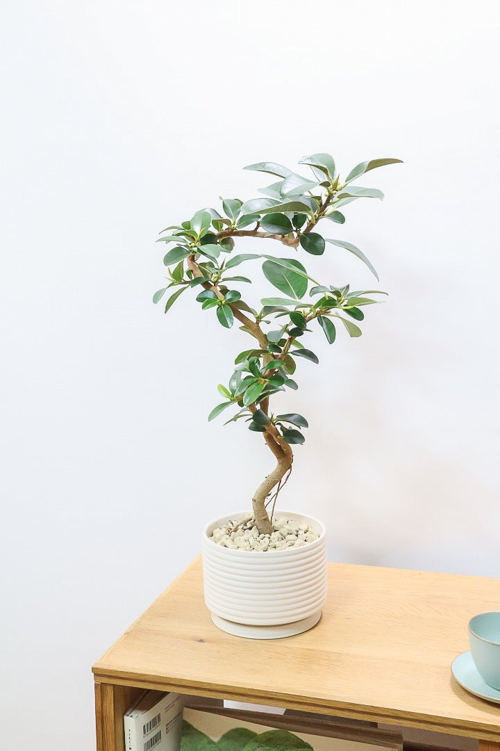 【フランスゴム】この曲がり良いと思うんですよ！生産者さんのセンスが光る素敵な樹形です！