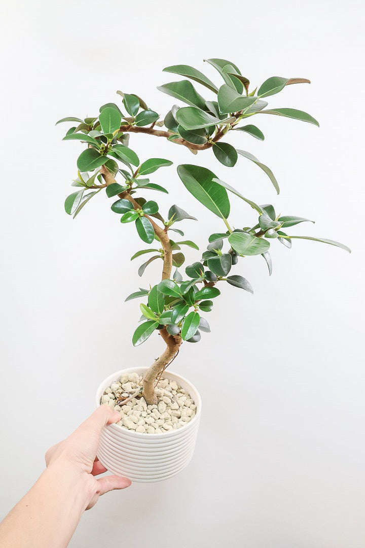 【フランスゴム】この曲がり良いと思うんですよ！生産者さんのセンスが光る素敵な樹形です！