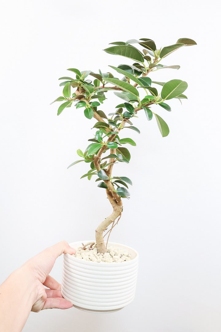 【フランスゴム】この曲がり良いと思うんですよ！生産者さんのセンスが光る素敵な樹形です！