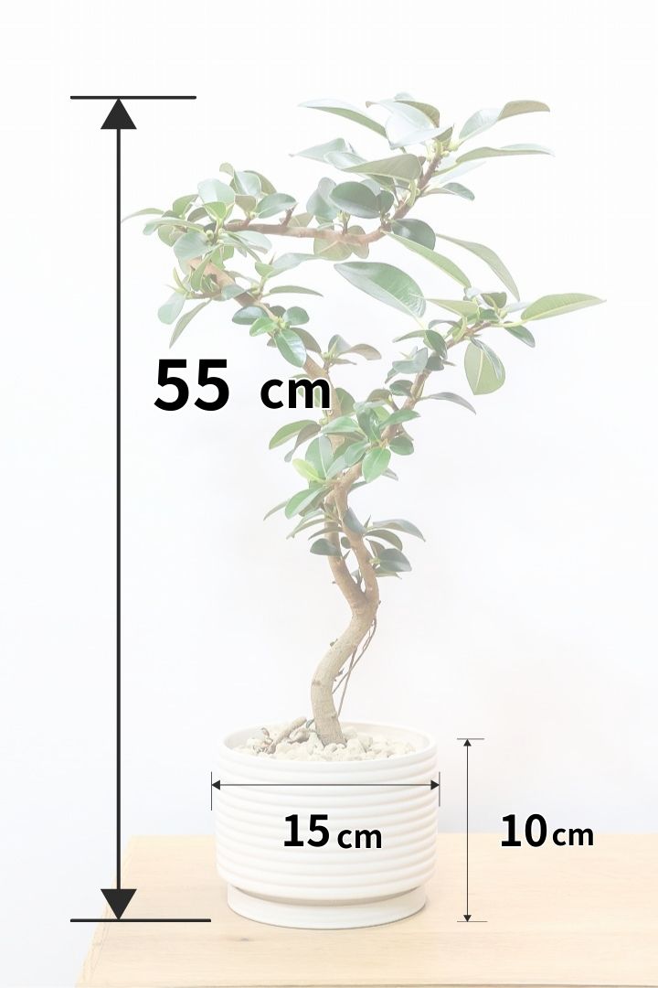 【フランスゴム】この曲がり良いと思うんですよ！生産者さんのセンスが光る素敵な樹形です！