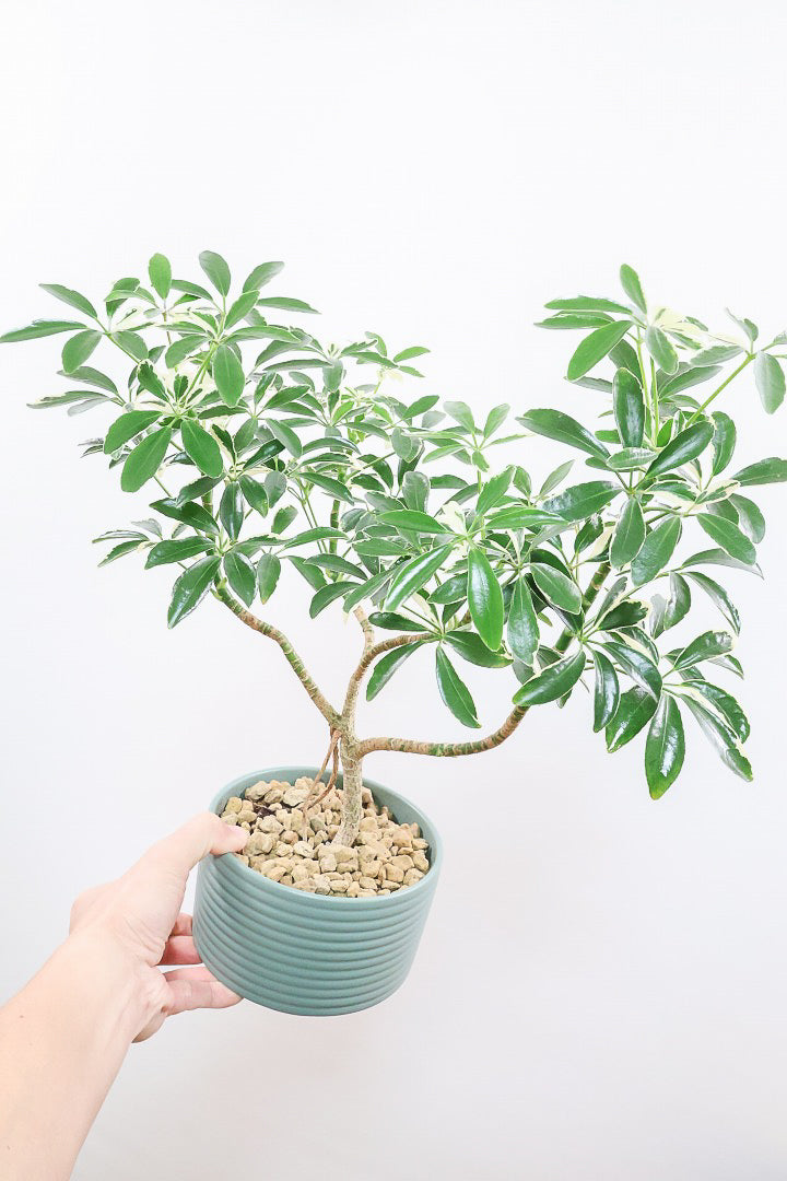 シェフレラ スノーホワイトGR60821| 観葉植物の通信販売 | APEGO(アペーゴ)