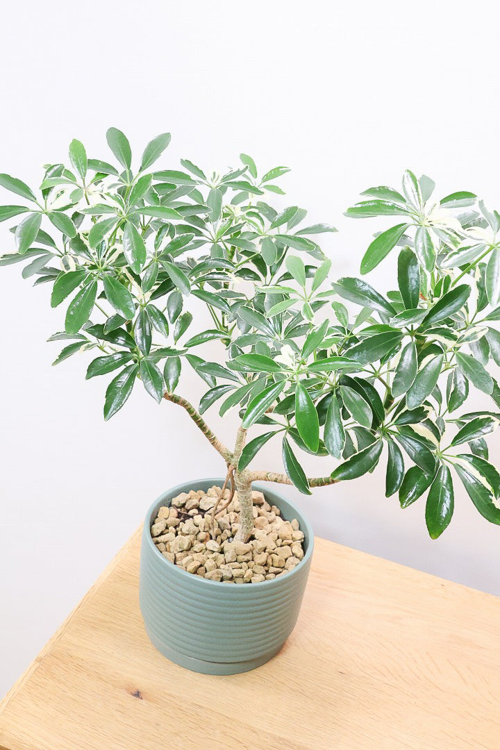 シェフレラ スノーホワイトGR60821| 観葉植物の通信販売 | APEGO(アペーゴ)