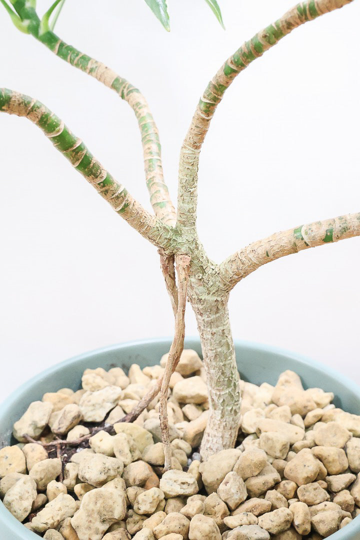 【シェフレラ スノーホワイト】和テイストの浅鉢！しっかりとした幹が美しく、丈夫で育てやすいので初心者の方にもおすすめ！