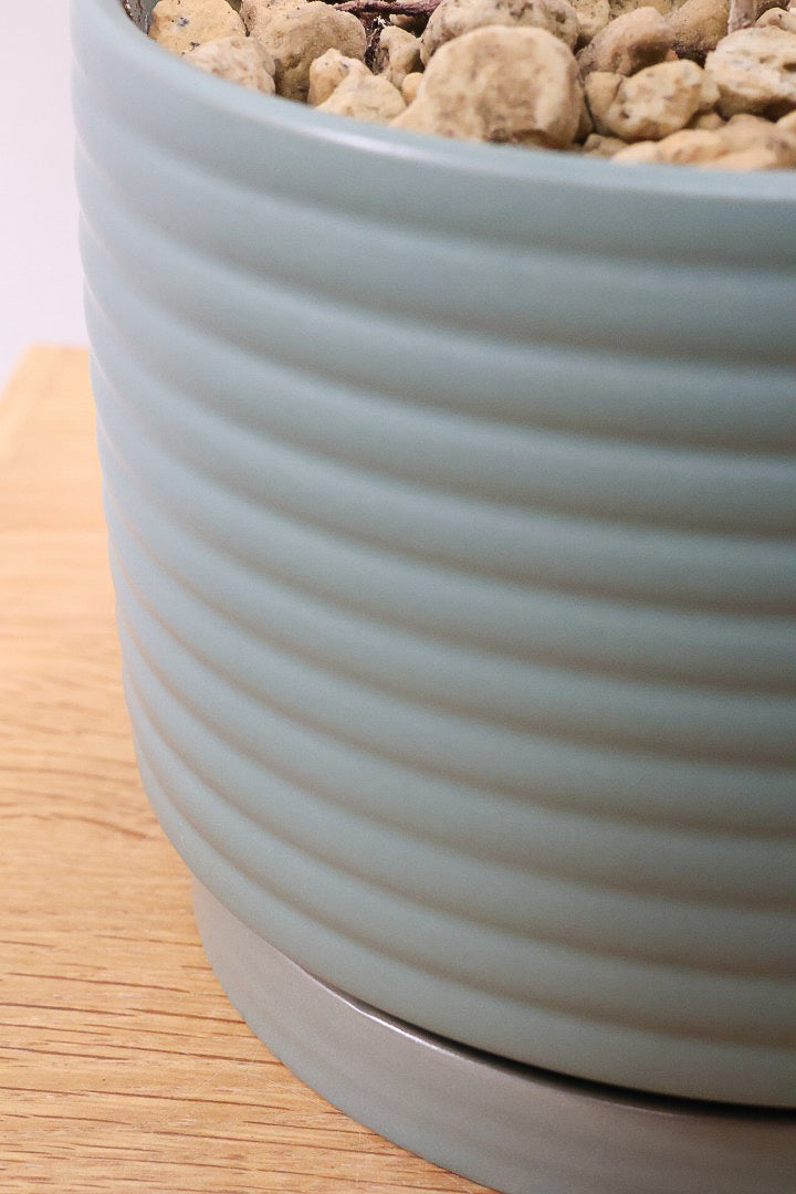 【シェフレラ スノーホワイト】和テイストの浅鉢！しっかりとした幹が美しく、丈夫で育てやすいので初心者の方にもおすすめ！